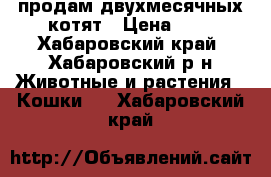 продам двухмесячных котят › Цена ­ 1 - Хабаровский край, Хабаровский р-н Животные и растения » Кошки   . Хабаровский край